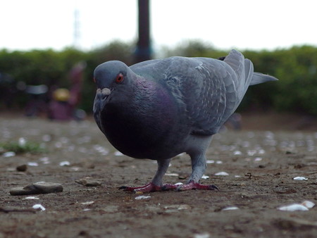 夢見ヶ崎動物公園の鳩