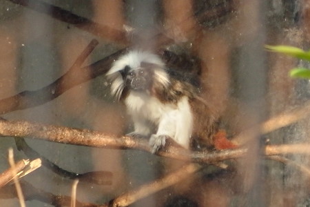 夢見ヶ崎動物公園のワタボウシパンシェ