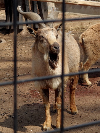 夢見ヶ崎動物公園のマーコール