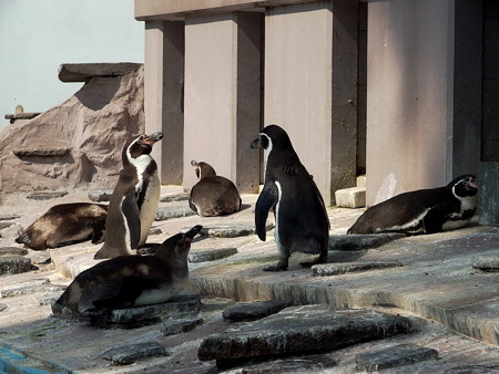 夢見ヶ崎動物公園のフンボルトペンギン