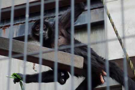 夢見ヶ崎動物公園のクモザル