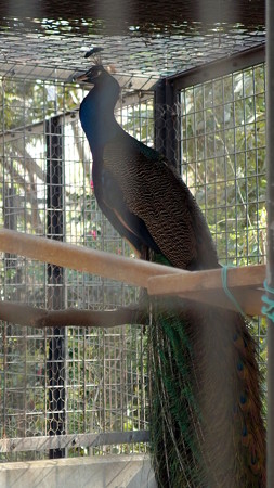 夢見ヶ崎動物公園のクジャク