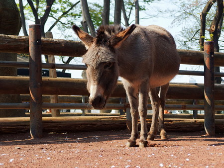 夢見ヶ崎動物公園のロバ