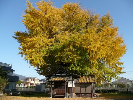 富士岡地蔵堂の大銀杏