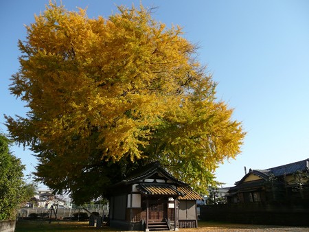 富士岡地蔵堂の大銀杏