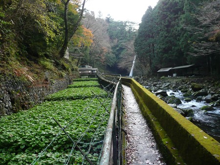 浄蓮の滝の山葵田