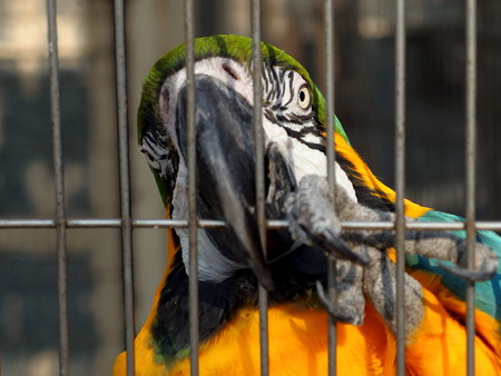 夢見ヶ崎動物公園のルリコンゴウインコ