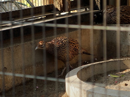 夢見ヶ崎動物公園のニホンキジ♀