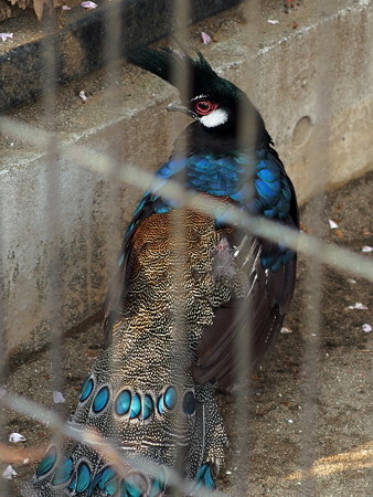 夢見ヶ崎動物公園のパラワンコクジャク