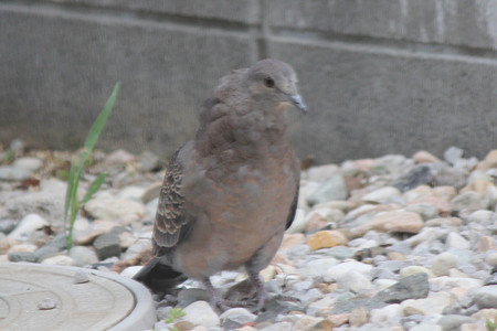食べ過ぎ~