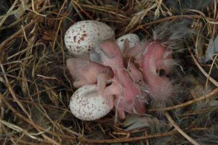 ニ羽目、三羽目が誕生