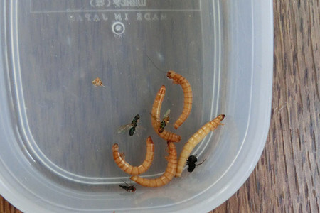 準備した餌