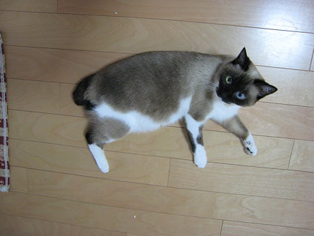 ラテ