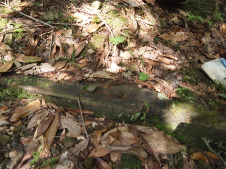 P5032384