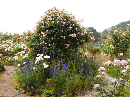 P6013303