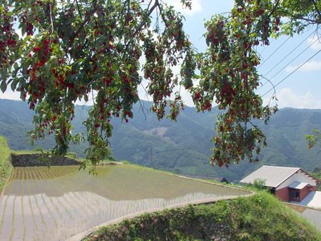 P6130174e