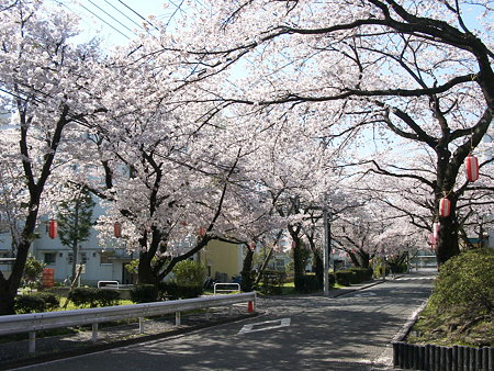 平山住宅の桜並木(日野市)