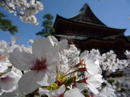 桜08善光寺