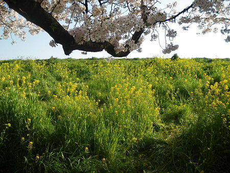 菜の花土手