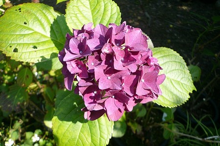 紫陽花 (498)