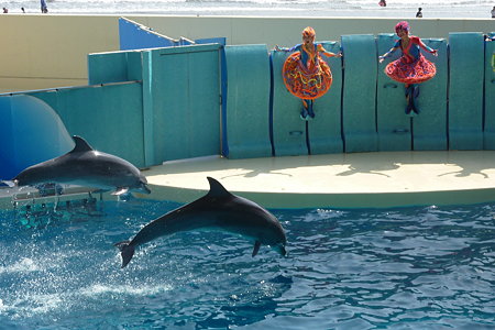 新江ノ島水族館 イルカショー