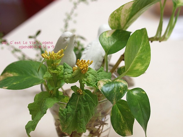 菜の花は（おひたし用）