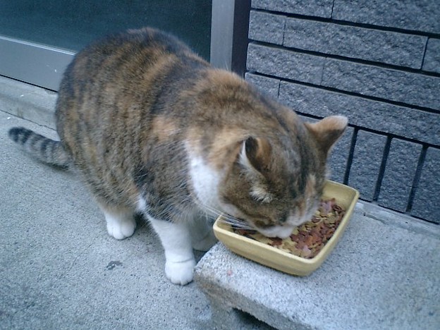 01 途中で見つけた 丸々太った猫 写真共有サイト フォト蔵