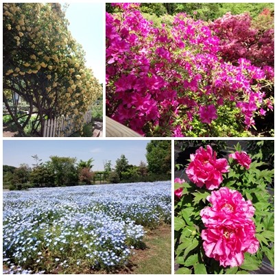 清水公園の花々