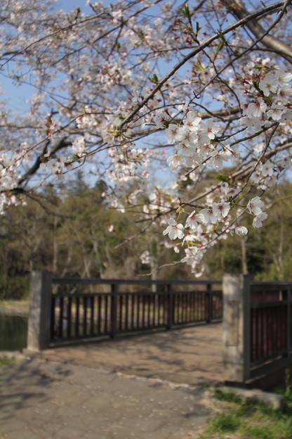 福岡堰の桜