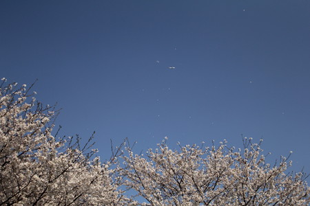 桜の舞
