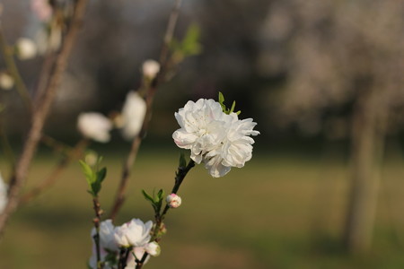 福岡堰の花