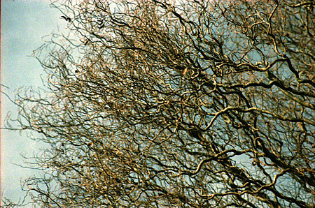 Image0313(Nikomat FTN)