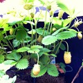 Wild strawberry white