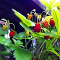 Wild strawberry red