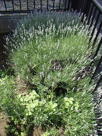 P5303767
