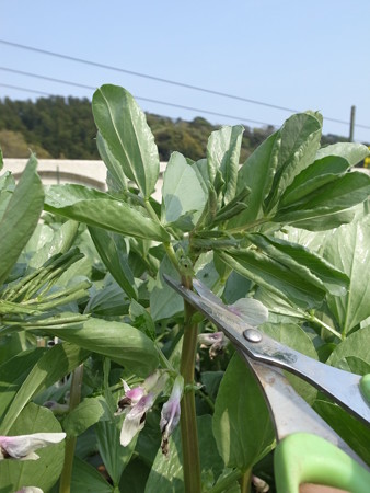 ソラマメ育て方 アブラムシがすごい 対策と収穫の目安 暇人主婦の家庭菜園 楽天ブログ