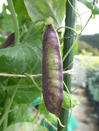 ツタンカーメン豆 紫エンドウマメ 育て方 収穫時期の見極め方 暇人主婦の家庭菜園 楽天ブログ