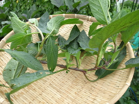ペピーノ栽培☆挿し木で増やすコツと人工授粉の方法 | 暇人主婦の家庭