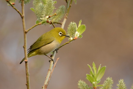 ネコヤナギの花蜜を吸うメジロ