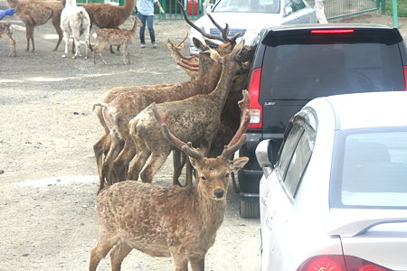Safari Park3