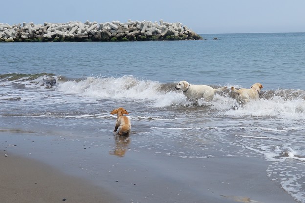 海