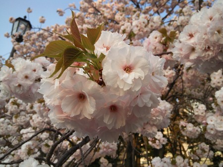 皇居外苑の八重桜04