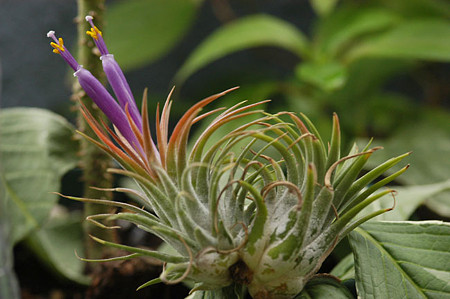 Tillansia ionantha
