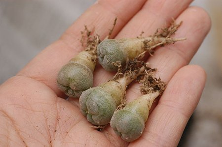 実生苗の植え替え