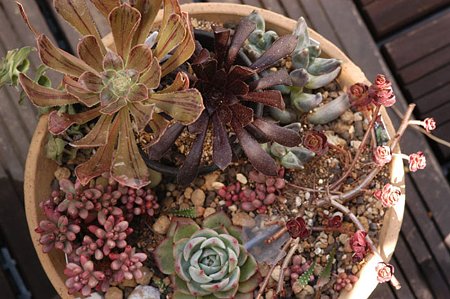 寄せ植えらしき