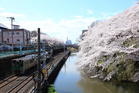 桜と山型線