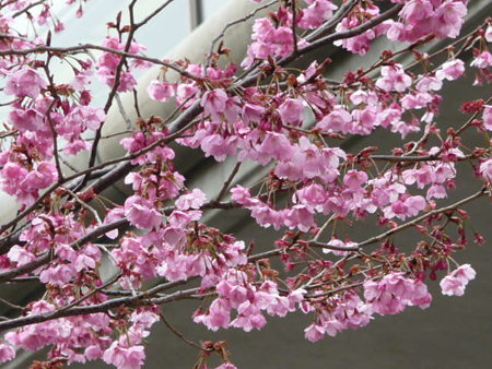 090401-MM21の桜 (8)