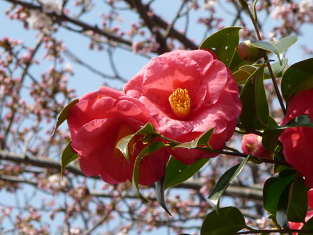 090403-葛原が丘 (12)