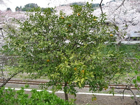 090405-山北駅桜並木 (7)