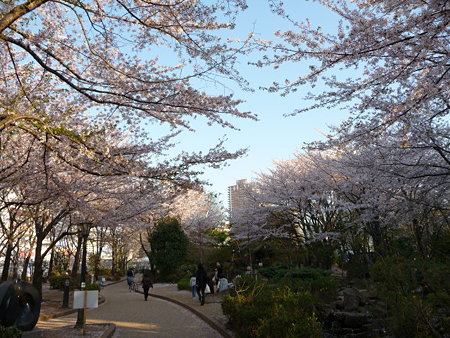 090409-川口駅の桜 (5)